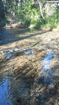 my own backyard.gif