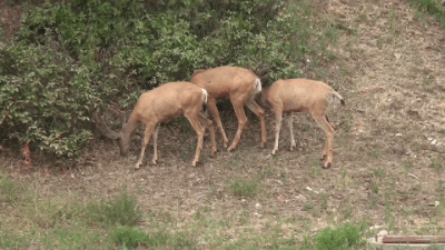 Town Deer